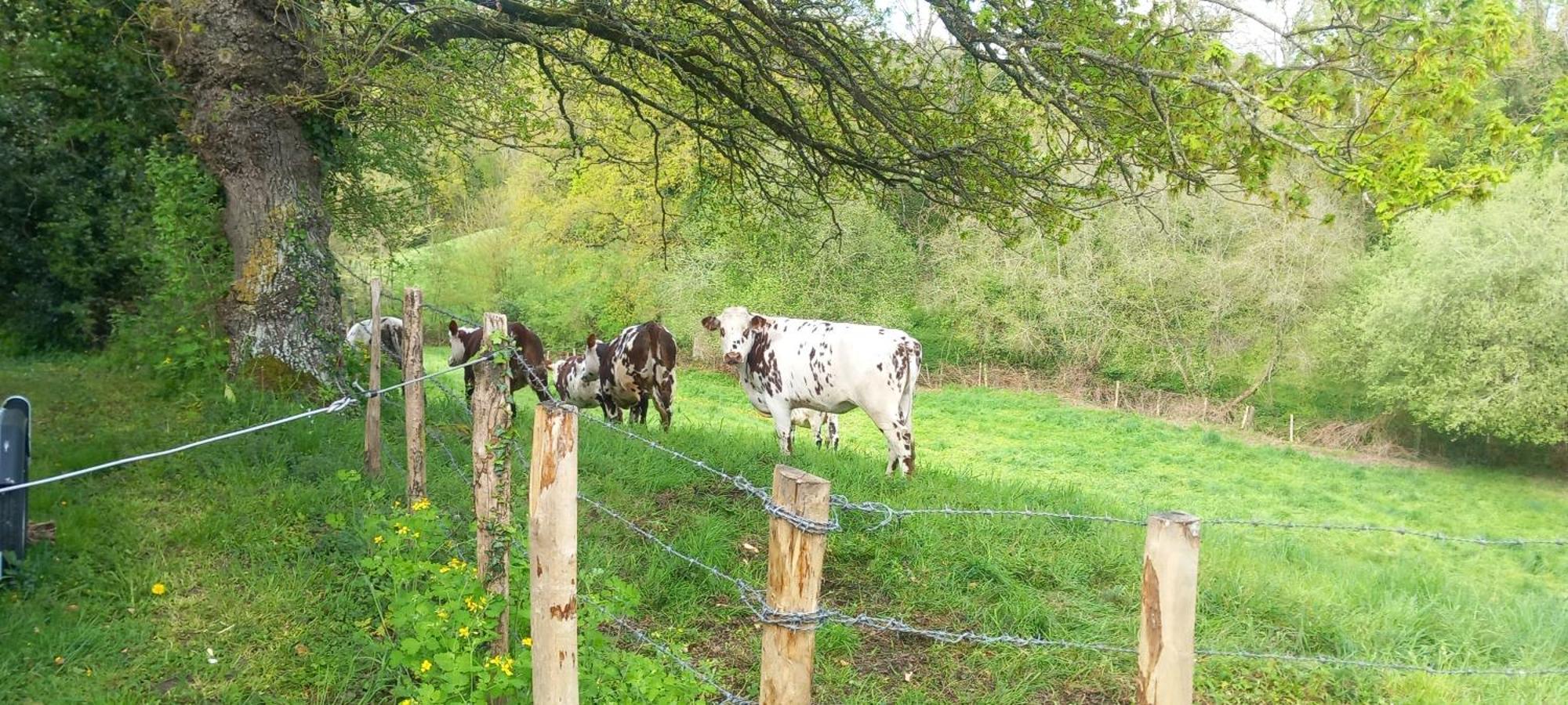 Gite De Fourneaux Pont-d'Ouilly Exteriér fotografie
